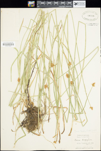 Carex hoodii image