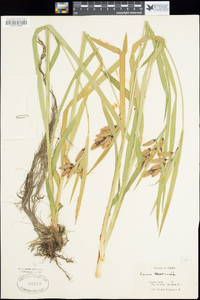 Carex mertensii image