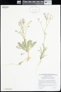 Gilia cana subsp. speciformis image