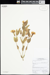 Image of Thunbergia atriplicifolia