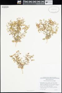 Eriogonum maculatum image