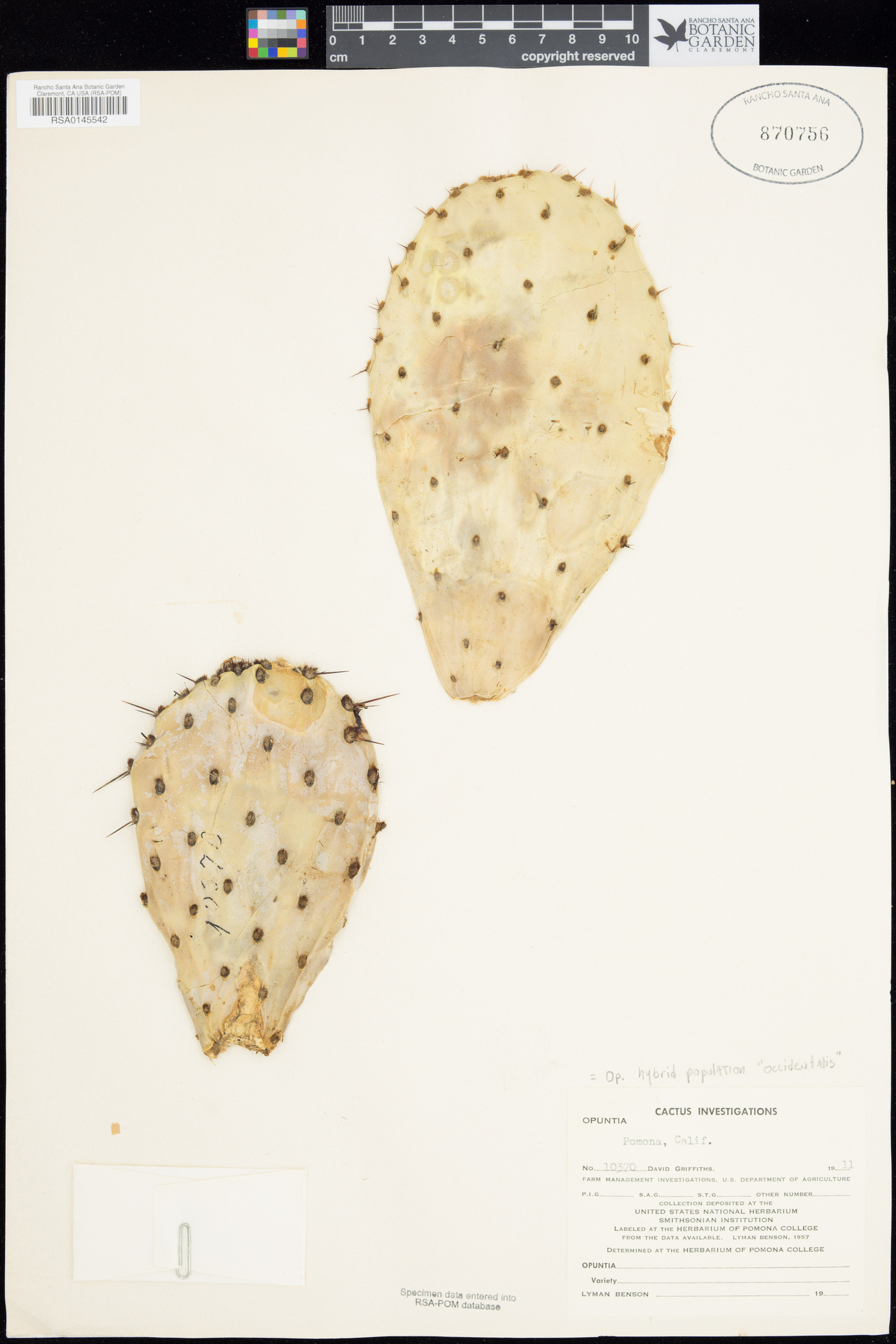 Opuntia littoralis image