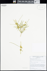 Ephedra nevadensis image