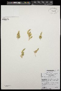 Nitrophila mohavensis image
