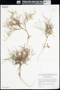 Eriogonum brachyanthum image