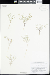 Linanthus filiformis image