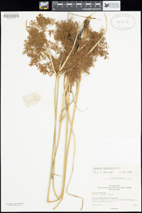 Image of Cyperus exaltatus