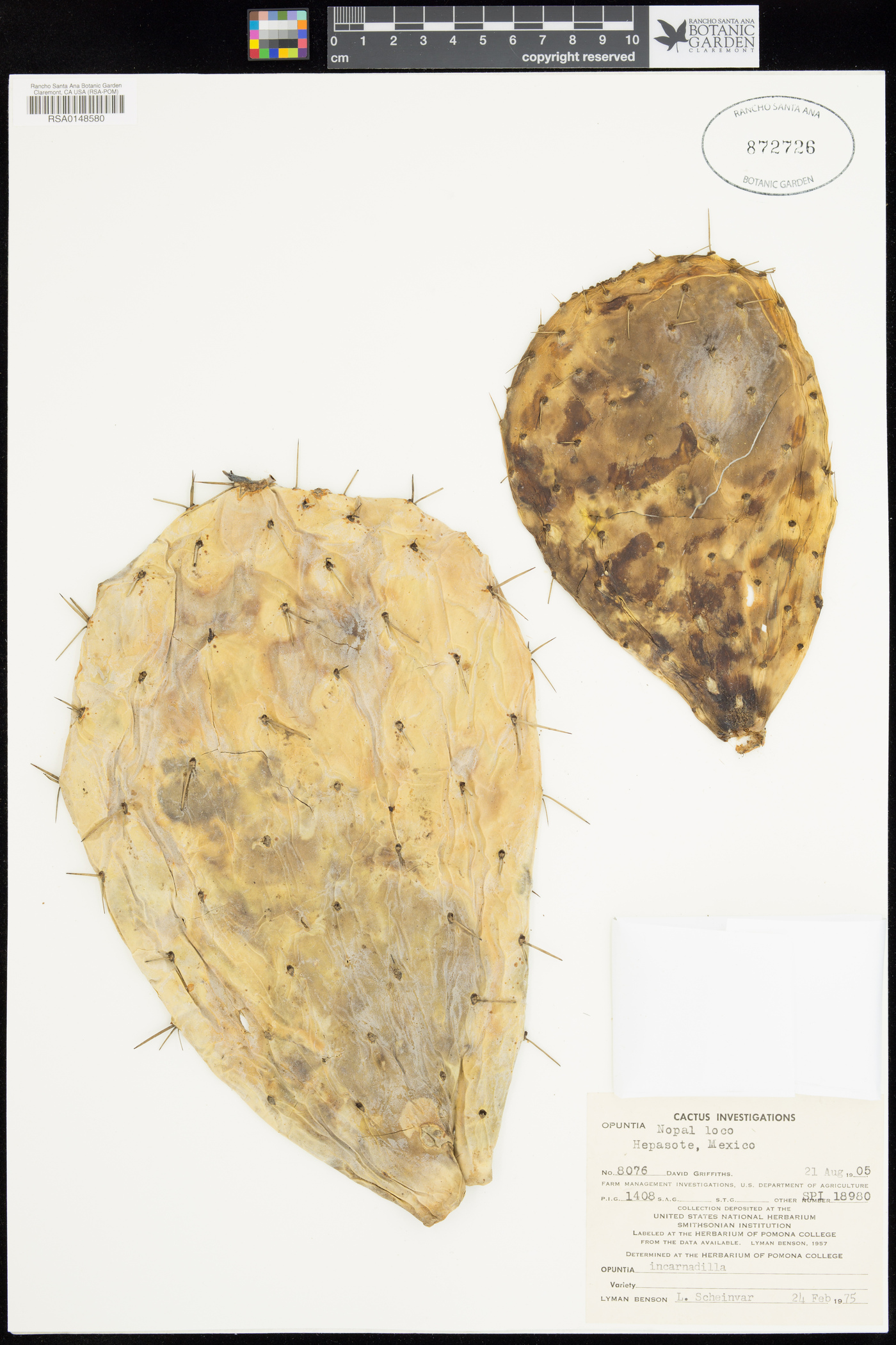 Opuntia ficus-indica image