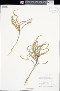Image of Salicornia brachiata