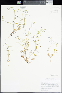 Nemophila menziesii var. integrifolia image