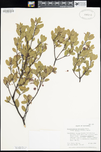 Arctostaphylos bakeri subsp. bakeri image
