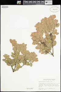 Arctostaphylos columbiana image