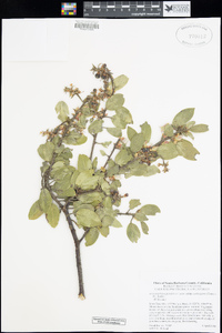 Arctostaphylos glandulosa subsp. cushingiana image