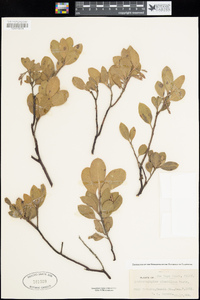 Arctostaphylos glandulosa image