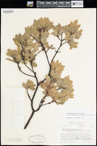 Arctostaphylos glandulosa subsp. cushingiana image