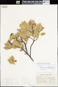 Arctostaphylos glandulosa subsp. mollis image