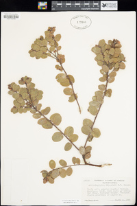 Arctostaphylos edmundsii image