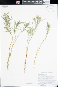 Nicolletia occidentalis image