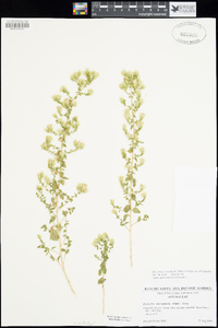 Brickellia microphylla var. microphylla image