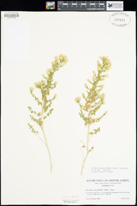 Brickellia microphylla image