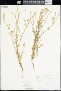 Cryptantha clevelandii image