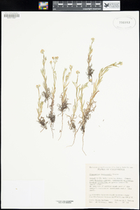 Cryptantha clevelandii image