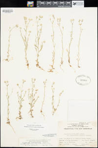 Cryptantha clevelandii var. florosa image