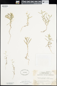 Cryptantha clevelandii image