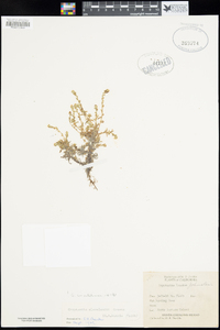 Cryptantha clevelandii image