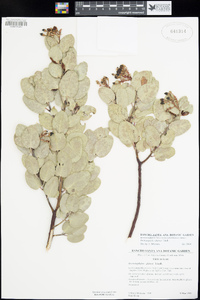 Arctostaphylos glauca image