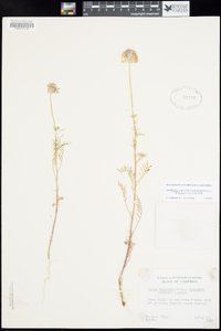 Gilia capitata subsp. staminea image