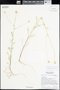 Gilia capitata subsp. pedemontana image