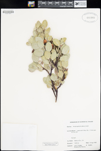 Arctostaphylos glauca image