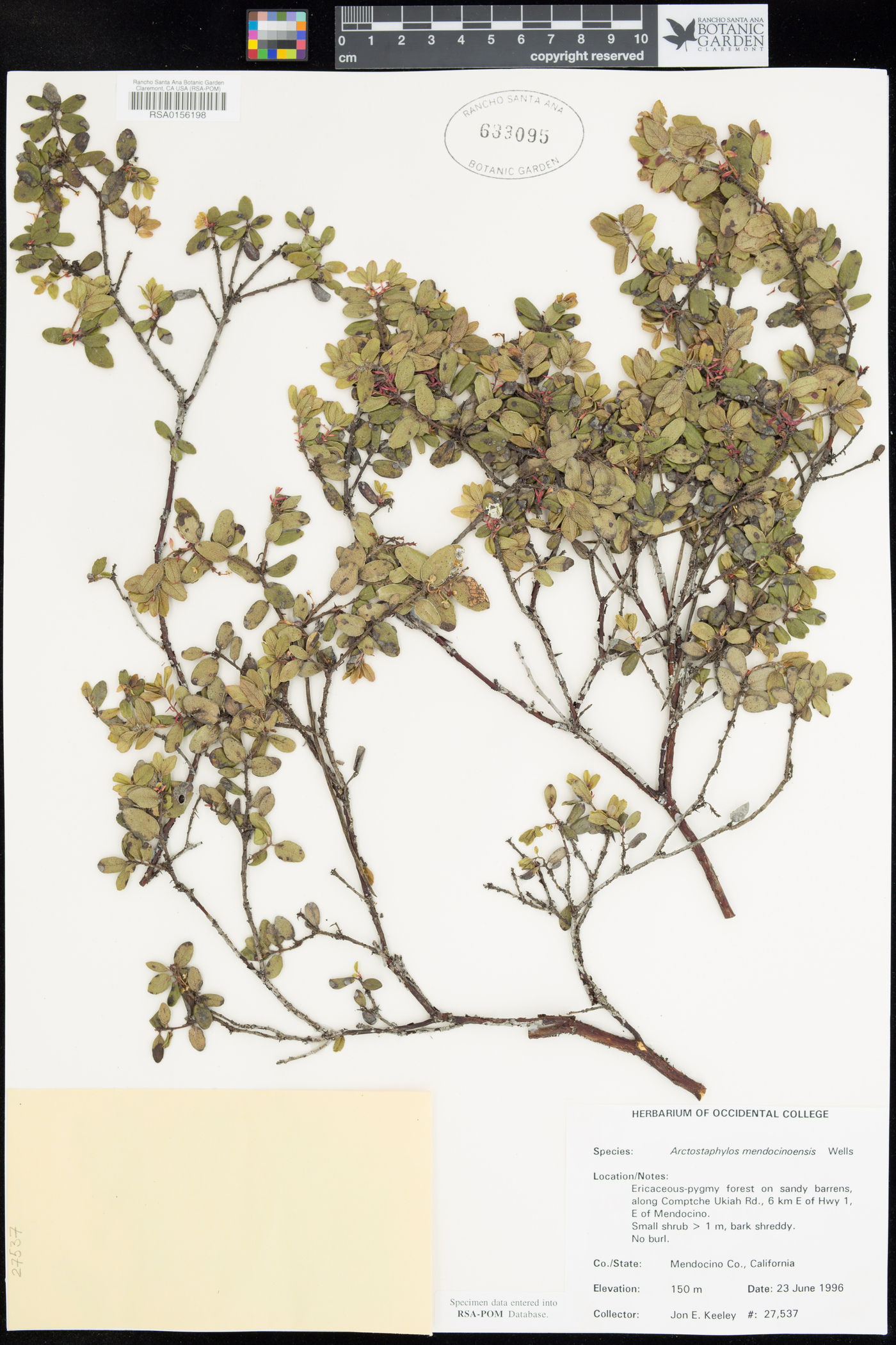 Arctostaphylos nummularia subsp. mendocinoensis image