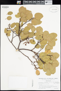 Arctostaphylos mewukka image