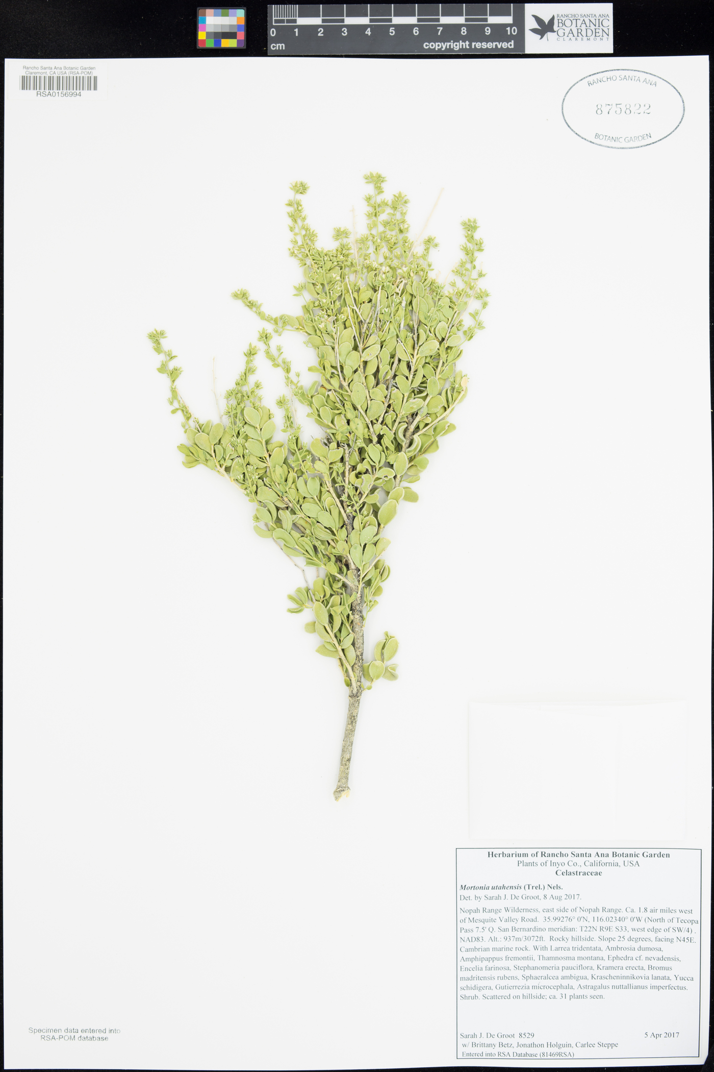 Mortonia utahensis image