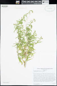 Brickellia longifolia var. longifolia image