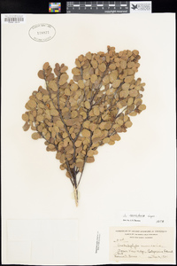 Arctostaphylos nummularia image