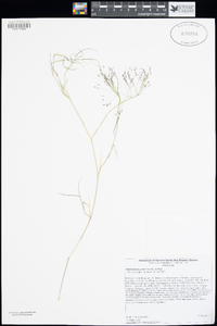 Muhlenbergia porteri image