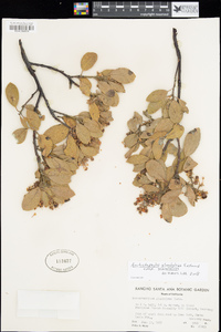 Arctostaphylos glandulosa image