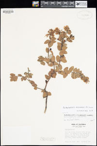 Arctostaphylos purissima image