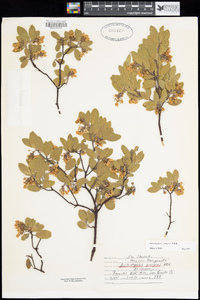 Arctostaphylos pungens image