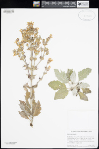 Salvia aethiopis image