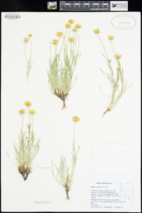 Erigeron linearis image