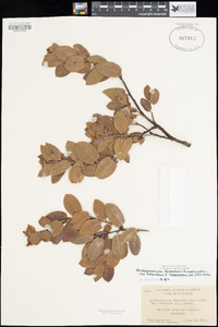 Arctostaphylos tomentosa subsp. tomentosa image