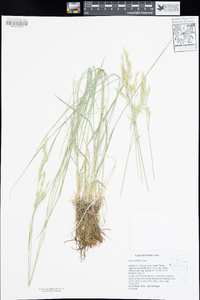 Festuca viridula image