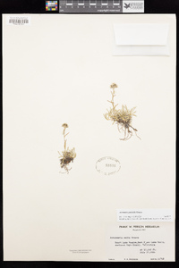 Antennaria pulchella image