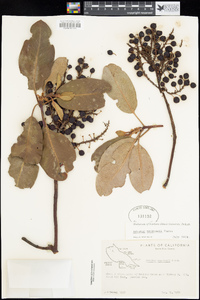 Arbutus menziesii image