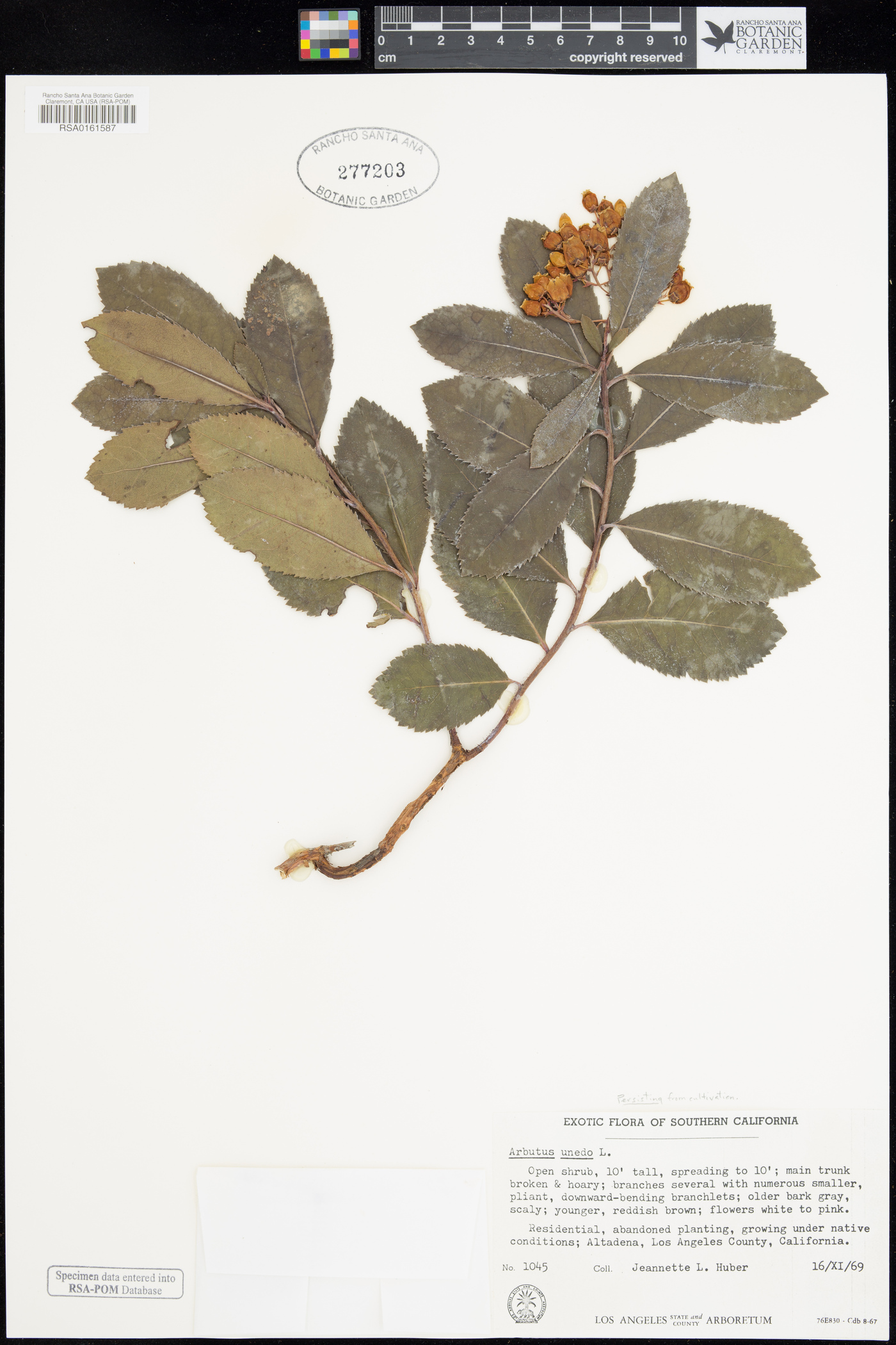 Arbutus unedo image