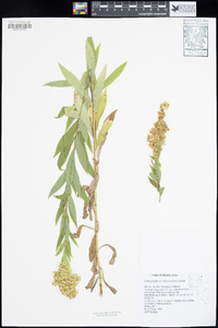 Solidago lepida image